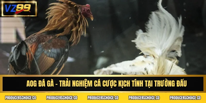 Aog đá gà