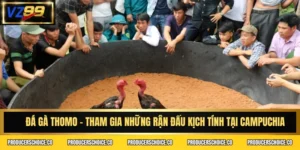 Đá gà Thomo