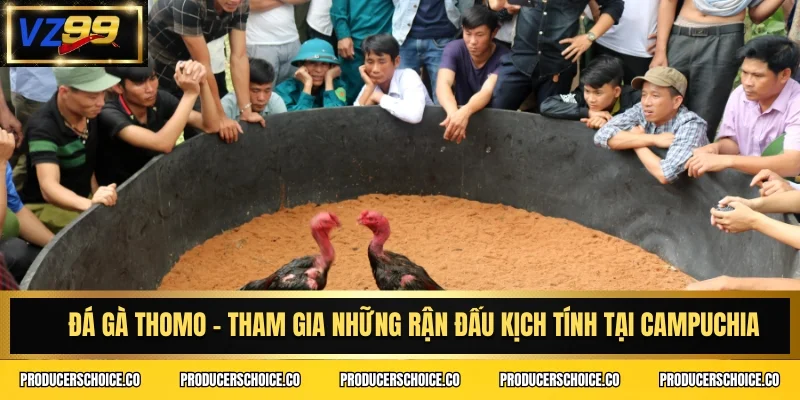 Đá gà Thomo