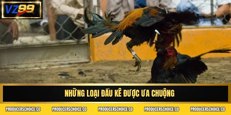 Những loại đấu kê được ưa chuộng