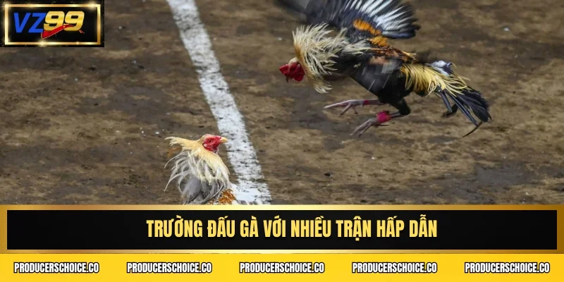 Trường đấu gà với nhiều trận hấp dẫn