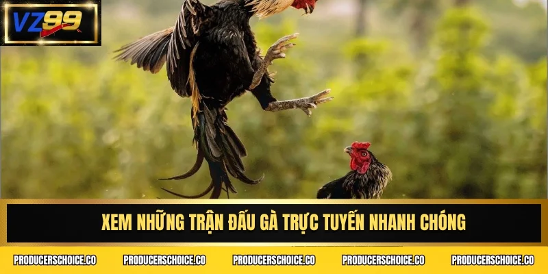 Xem những trận đấu gà trực tuyến nhanh chóng